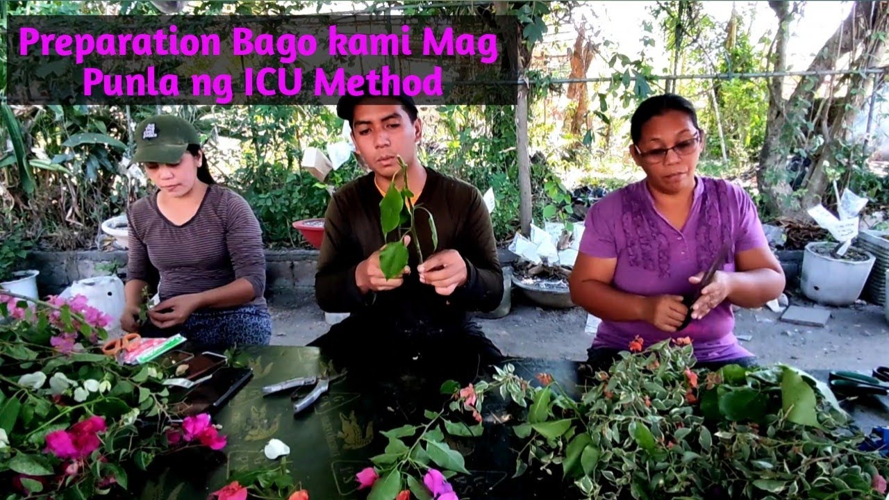 Preparation Bago kami Mag Punla ng ICU Method