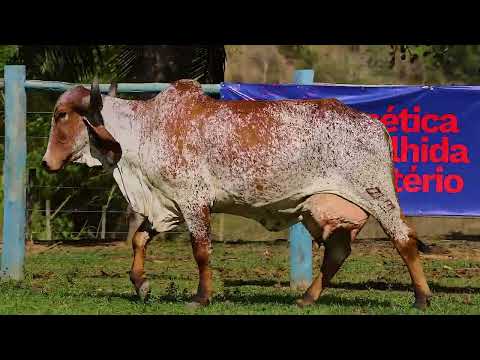 LOTE 06   GALE 13