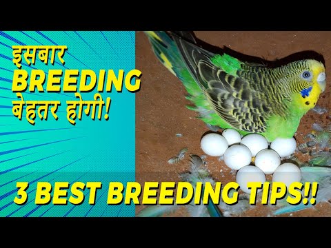 3 Breeding Tips for Better Bird Breeding | Bird Breeding Tips | Lovebirds, Java, Happy Budgies