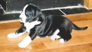 Couple Who Accepts A Tiny Shelter Puppy Realizes They've Brought Home Something Else Entirely Couple Who Accepts A Tiny Shelter Puppy Realizes They've Brought Home Something Else Entirely