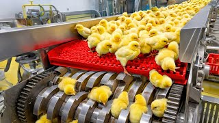 Inside a Chicken Factory: From Hatchery to Processing Plant (Full Process)