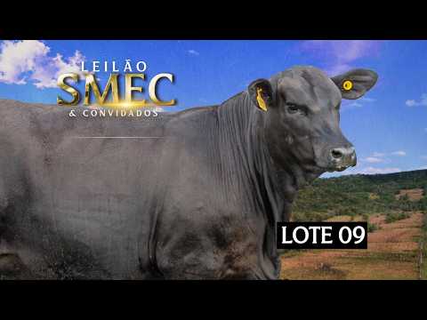 LOTE 09 - Doadora - ANAMÉLIA FIV T034