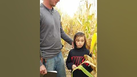 Hi Res Golden Harvest Test plot #2