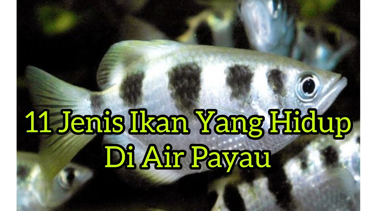 Contoh ikan yang hidup di air payau