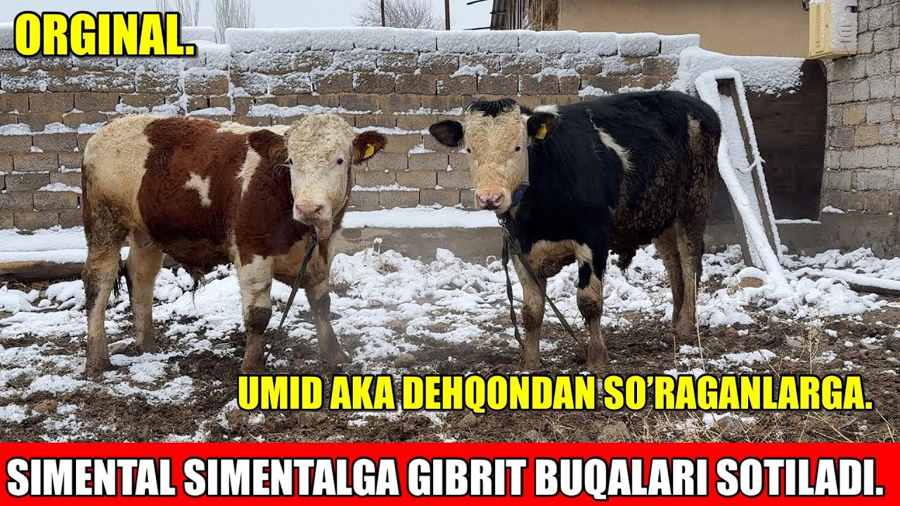 SIMENTAL BUQALARI SOTILADI ☎️93 394 40 10 ☎️99 395 40 10