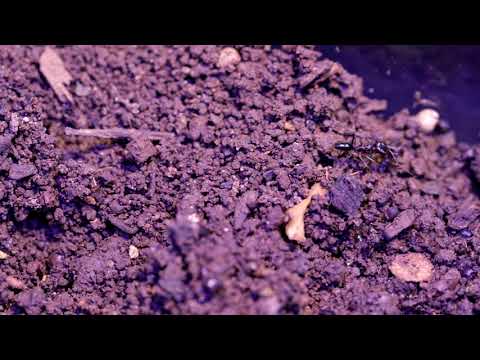DOUBLE HIDDEN VIDEO: Jawbreakers Digging in the Plateaus of Gaia - DOUBLE HIDDEN VIDEO: Jawbreakers Digging in the Plateaus of Gaia