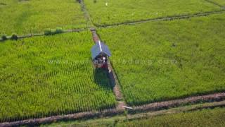 Aerial Footage - The Rice Fields Of Samboja