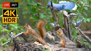 🔴 24/7 LIVE: Cat TV 😺 The Cutest Little Birds and Squirrels 🐿️ Cat Games No Squirrels