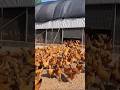 How to Golden mishri farming (1) 🧺🐓 #shorts #shortsfeed #shortsvideo #viralvideo