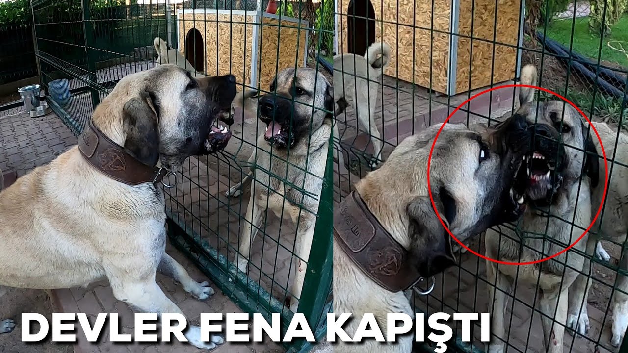 DEV TÜRK ÇOBAN KÖPEKLERİ ATIŞMASI (Davranış Analizi) Kangal Malaklı