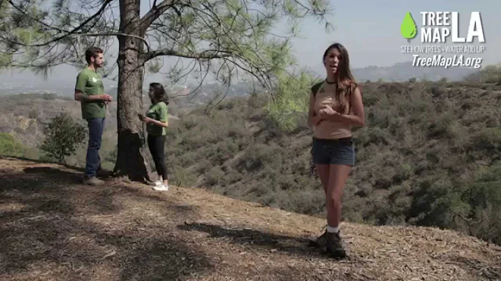 TreeMapLA: How to Map a Tree