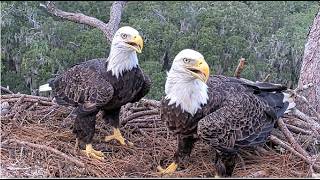 NEFL Eagles ~ GABBY & BEAU REUNITED 💕 NESTORATIONS UNDERWAY w/ BEAU BRINGING IN 1ST STICK! 8.29.26