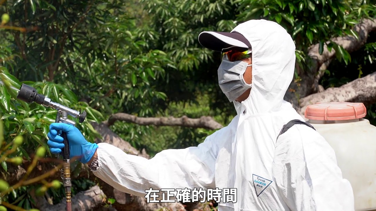 荔枝椿象｜整合防治策略【防檢署APHIA】