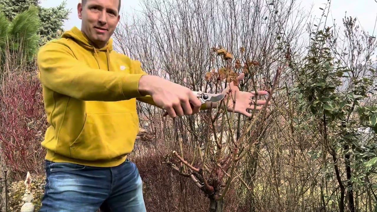 Törzses rózsa metszése