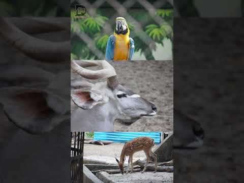 Video Dùng ống kính 55-210mm của Sony chụp CV Thủ Lệ và cái... - youtube