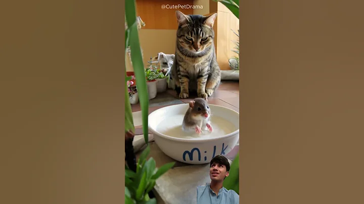 Video 9783261: cat funnycats kitten cutecat, kitten funnycat cutecat animal, cats dogs kittens funnycats, cat kitten cutecat funny