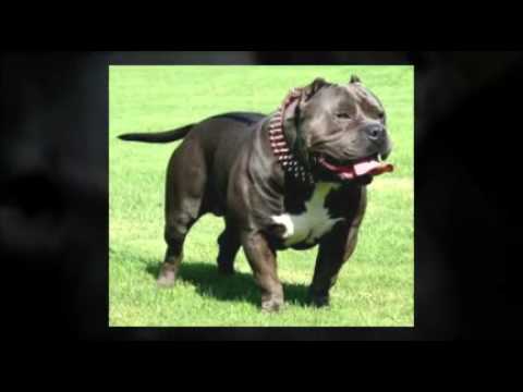 puppy paradise Strong American Bully