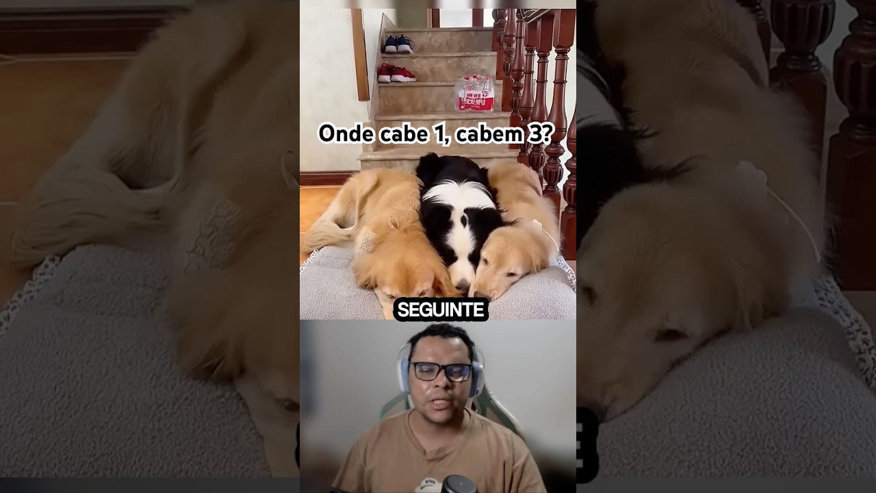 O dono tentou de tudo, mas o resultado foi o mesmo... ❤️
