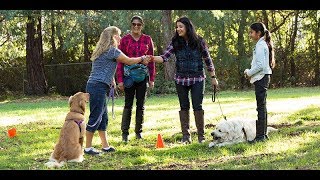Doggy Dans Online Dog Trainer Review - Does It Really Work?
