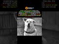 The Dog Who Waited 10 Years for His Owner #shorts