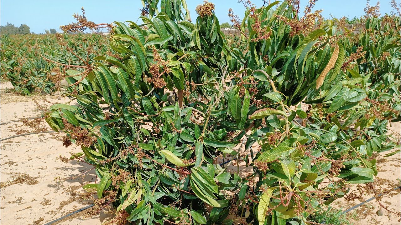 شاهد تقليم مزرعة مانجو عمر 3 سنوات بأحترافية عالية في صنف مانجو الأوستين 🥭 | مدرسة تقليم تحت العقدة