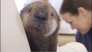 Sea Otter Pups' Journey to Georgia Aquarium