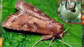 видео: ОТКУДА БЕРУТСЯ ЧЕРВИВЫЕ ПОМИДОРЫ картинка: ОТКУДА БЕРУТСЯ ЧЕРВИВЫЕ ПОМИДОРЫ