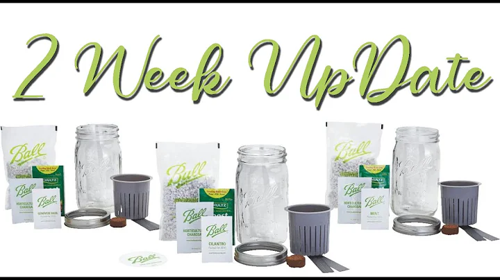 Ball Mason Jar Herb Garden Kit 2 Week  Update