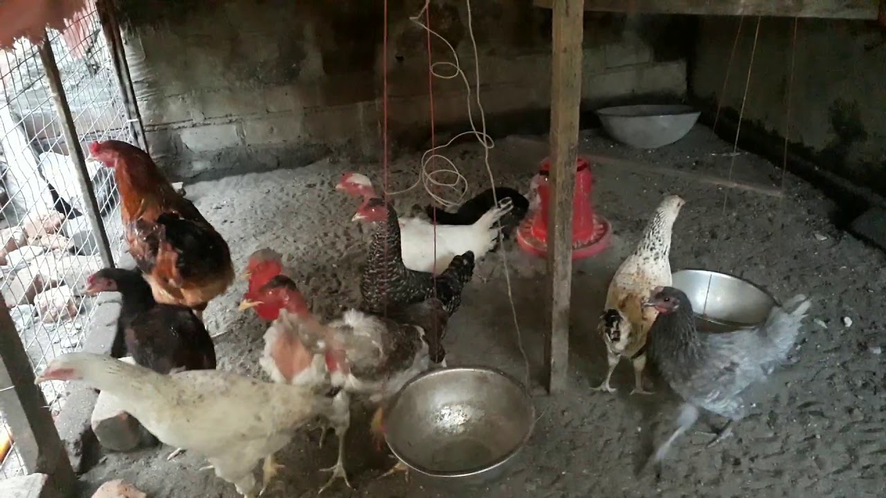 country chicken farm business plan in tamil