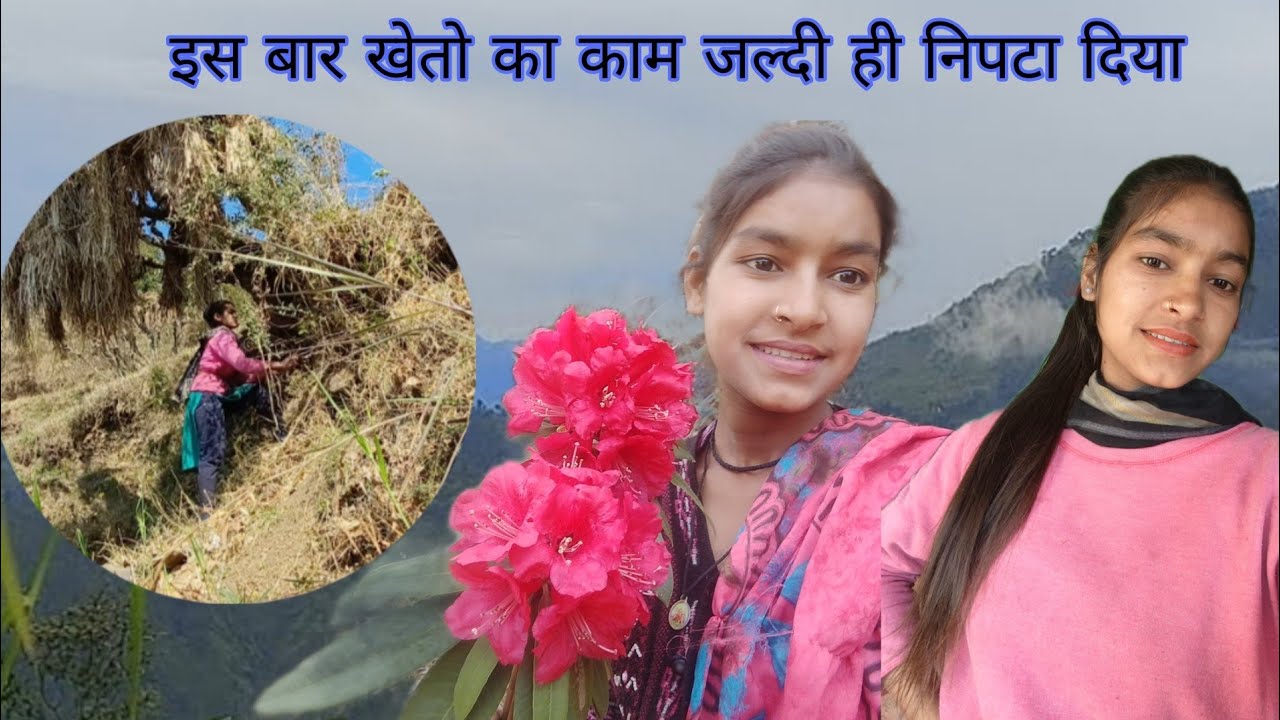 इस बार खेतो के काम जल्दी जल्दी निपटा रहे हैं लोग।😰😉#gadwali #phadilifestyle #dailyvlog 