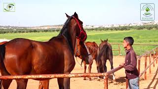معهد ذي النورين - زيارة لطلاب المعهد لمزرعة خيول عربية أصيلة - إدلب - سوريا - 17-4-2018