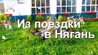 Нягань Осенью