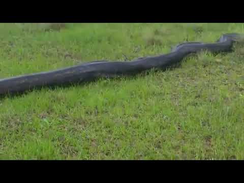 Massive Python spotted in Ballito