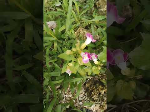 Video: Container Grown Wishbone Flowers – Wishbone Flower in einem Container pflanzen