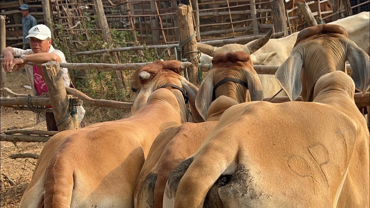 หาวัวลงตลาดนัดภูทองพะเยา(23/02/69) ep4 #ราคาวัว #นายฮ้อย #คนเลี้ยงวัว