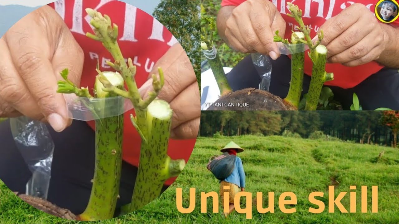 UNIQUE SKILL make BONSAI TREE //AVOCADO//GRAFTING AVOCADO//PLANT//TREE