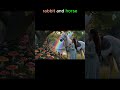 Catone’s Forest Adventure – The Pink Rabbit and the White Horse