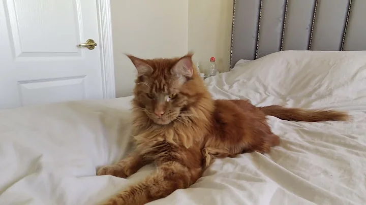 Video 1855811: ginger maine coon kitten