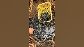 Giải cứu cá rô, cá sặc bị mắc cạn #shorts #short