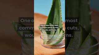 Aloe Vera Jeli Cildiniz İçin Harikalar Yaratabilir