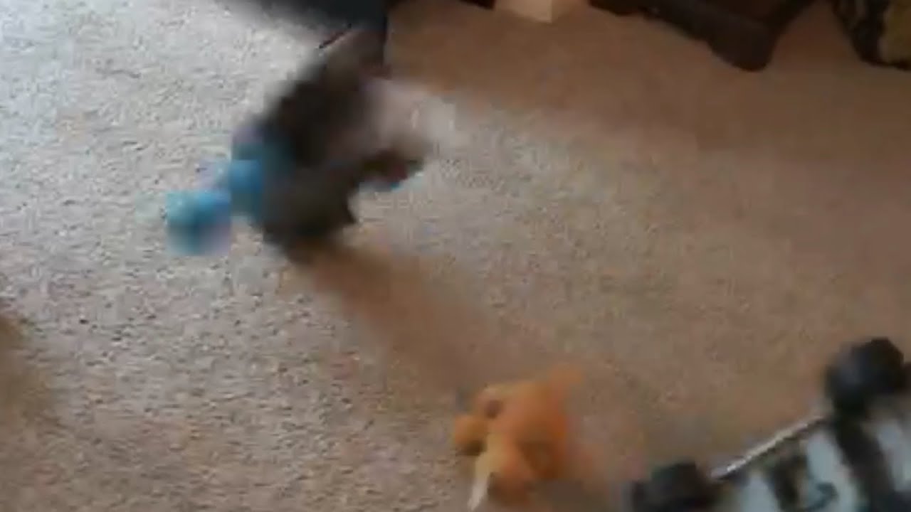 camera iphone 8 plus apk Louie and Pudles’ Wreck