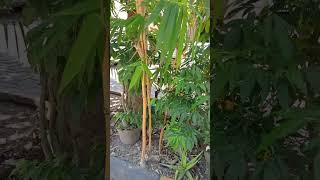 Download Lagu pohon bambu kuning selain cantik vlog bersejarah 2023 @Mawarberduri265 MP3