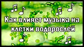 Проверка Опыта С Музыкой И Водорослями (Ссср)