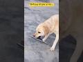Most Aggressive Dog Labrador Retriever Angry German Shepherd Dog