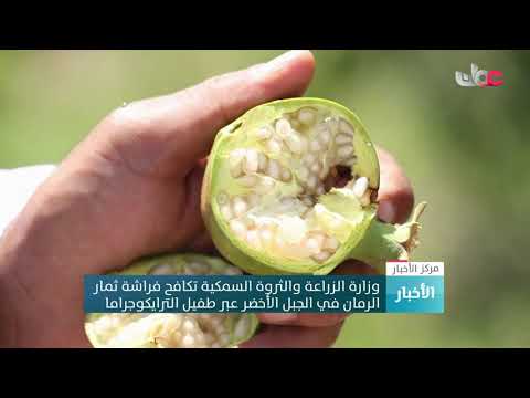 وزارة الزراعة والثروة السمكية تكافح فراشة ثمارالرمان في الجبل الأخضر عبر طفيل الترايكوجراما