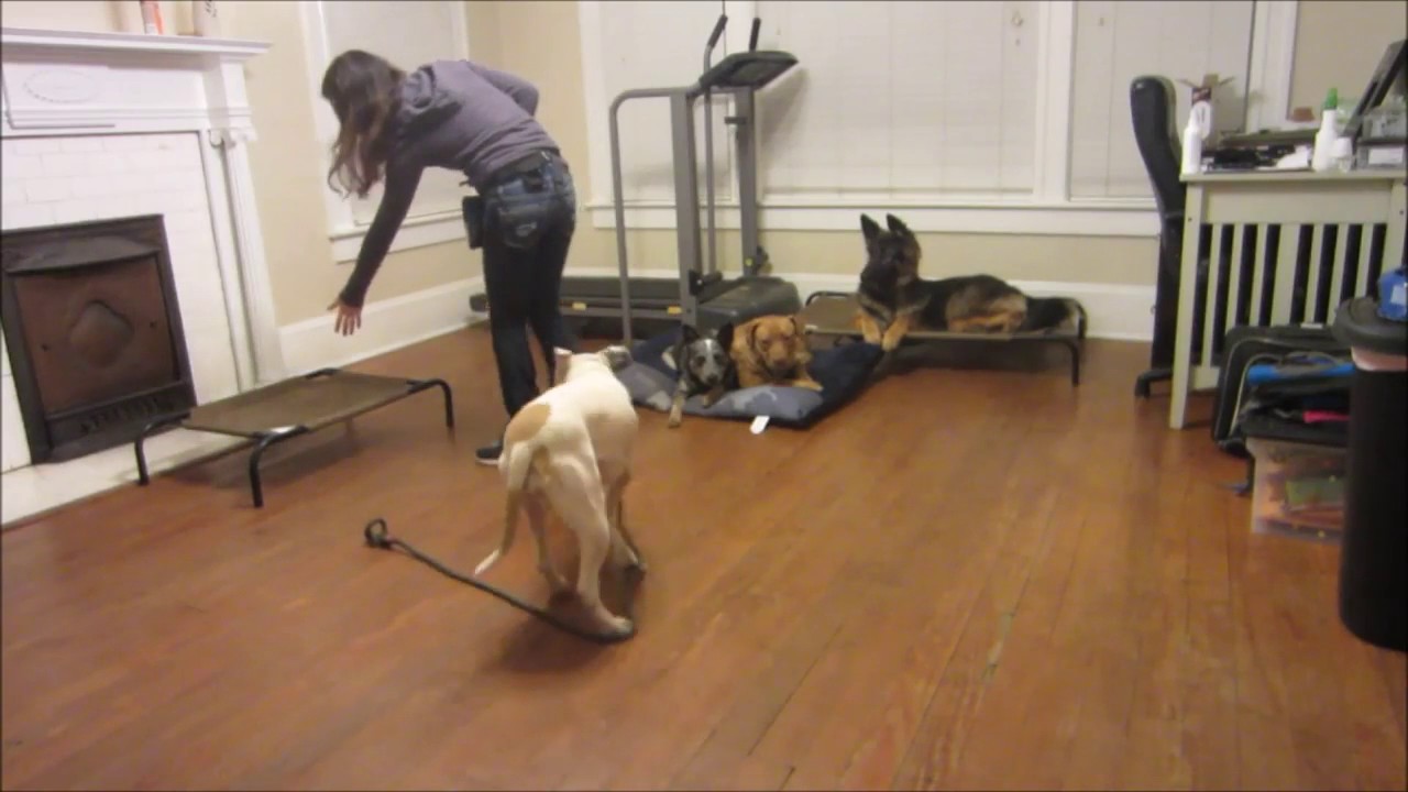 Fearful Rescue Dog Remote Collar Training YouTube