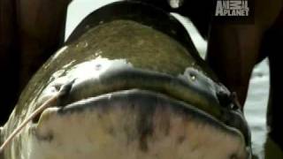 River Monsters - Wels Catfish Attacks