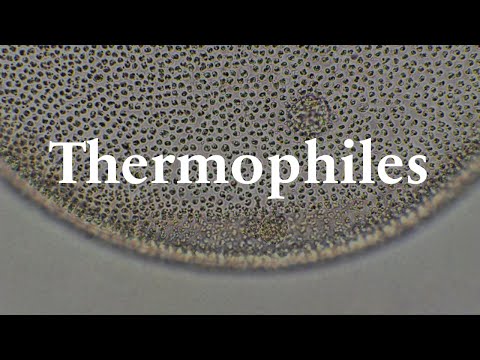 Video: Hvor kan termofile finnes i vår verden?