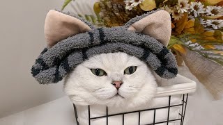 This video has been taken by my cat for 5 years, and the funny video is all in it! | SanHua Cat Live