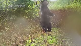 Bear uses tree to scratch its back